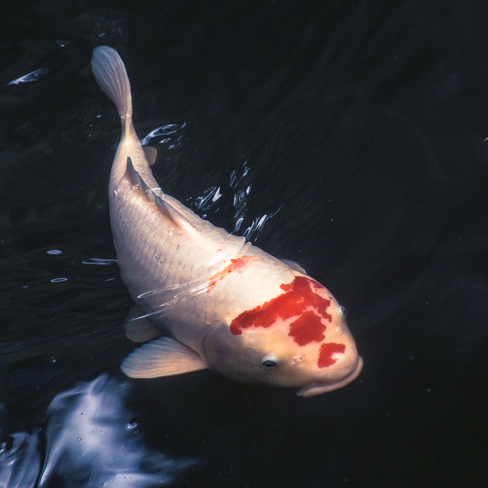 Rolling Shuttle, Fotografie