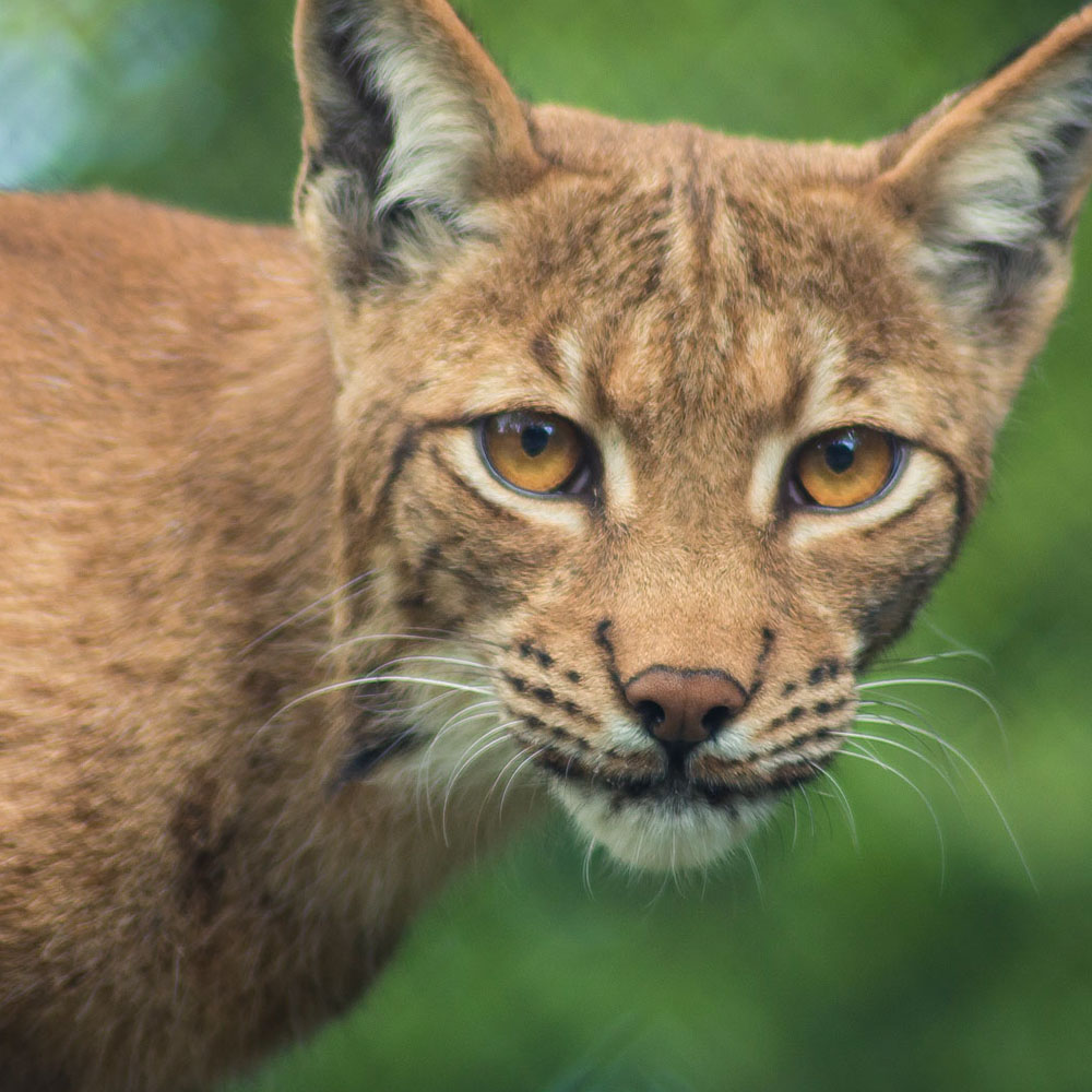 Rolling Shuttle, Fotografie